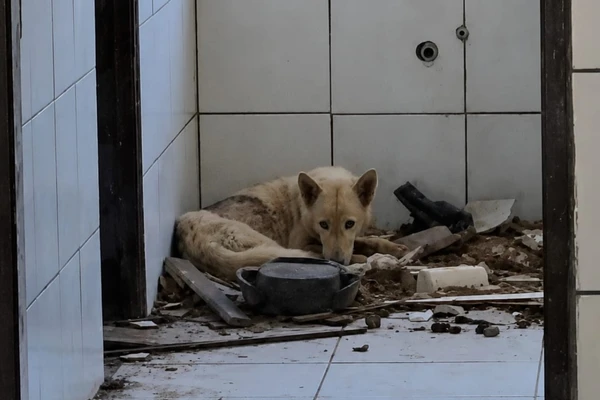 Cães são resgatados de maus-tratos em escola desativada no interior da Bahia