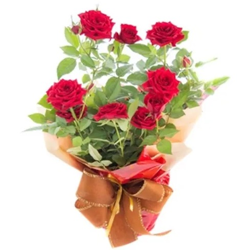 Roseira Mini PT13 Especial por R$ 44,99 
Onde: G Barbosa  por Divulgação