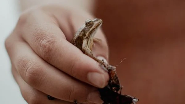 Esse ponto é importante porque espécies invasoras costumam ser mais fáceis de conter no início. Quando se espalham por áreas grandes, o controle fica mais caro, mais lento e, em muitos casos, quase inviável