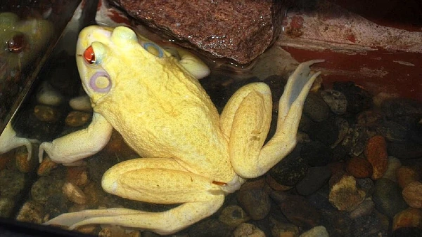 Existem variações raras de coloração, como indivíduos albinos ou amelanísticos por B a y L e e ' s 8 Legged Art / Wikimedia Commons