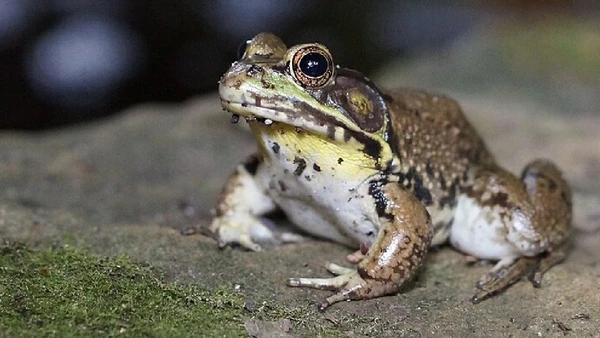 Macho da rã-touro tem garganta amarelada e emite canto grave usado para atrair fêmeas na época reprodutiva por Williamsplex / Wikimedia Commons