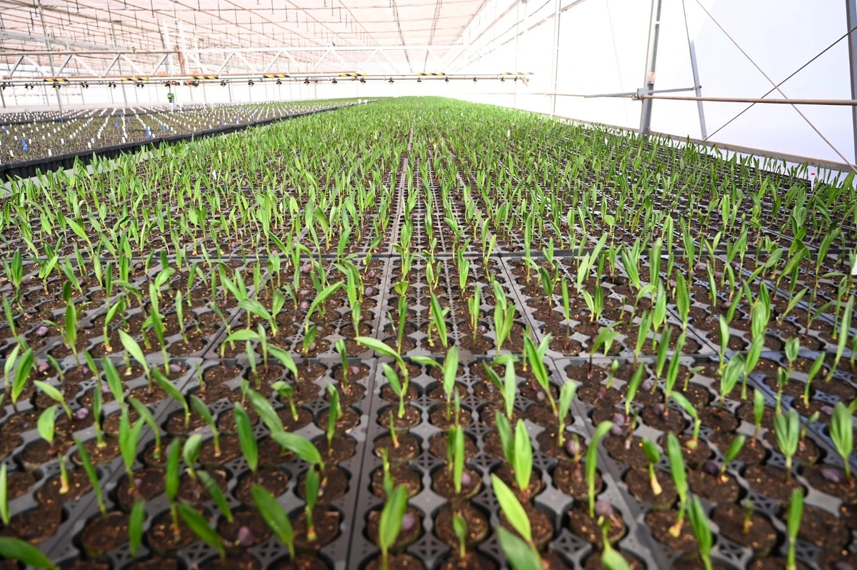 Mudas de macaúba em desenvolvimento no Acelen Agripark