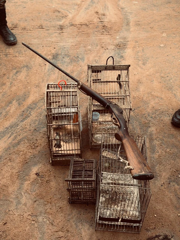 Operação Bioma resgata 137 aves sivestres  por Coppa