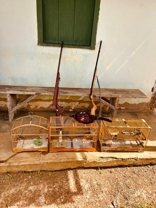 Operação Bioma resgata 137 aves sivestres  por Coppa