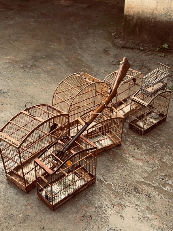 Operação Bioma resgata 137 aves sivestres  por Coppa