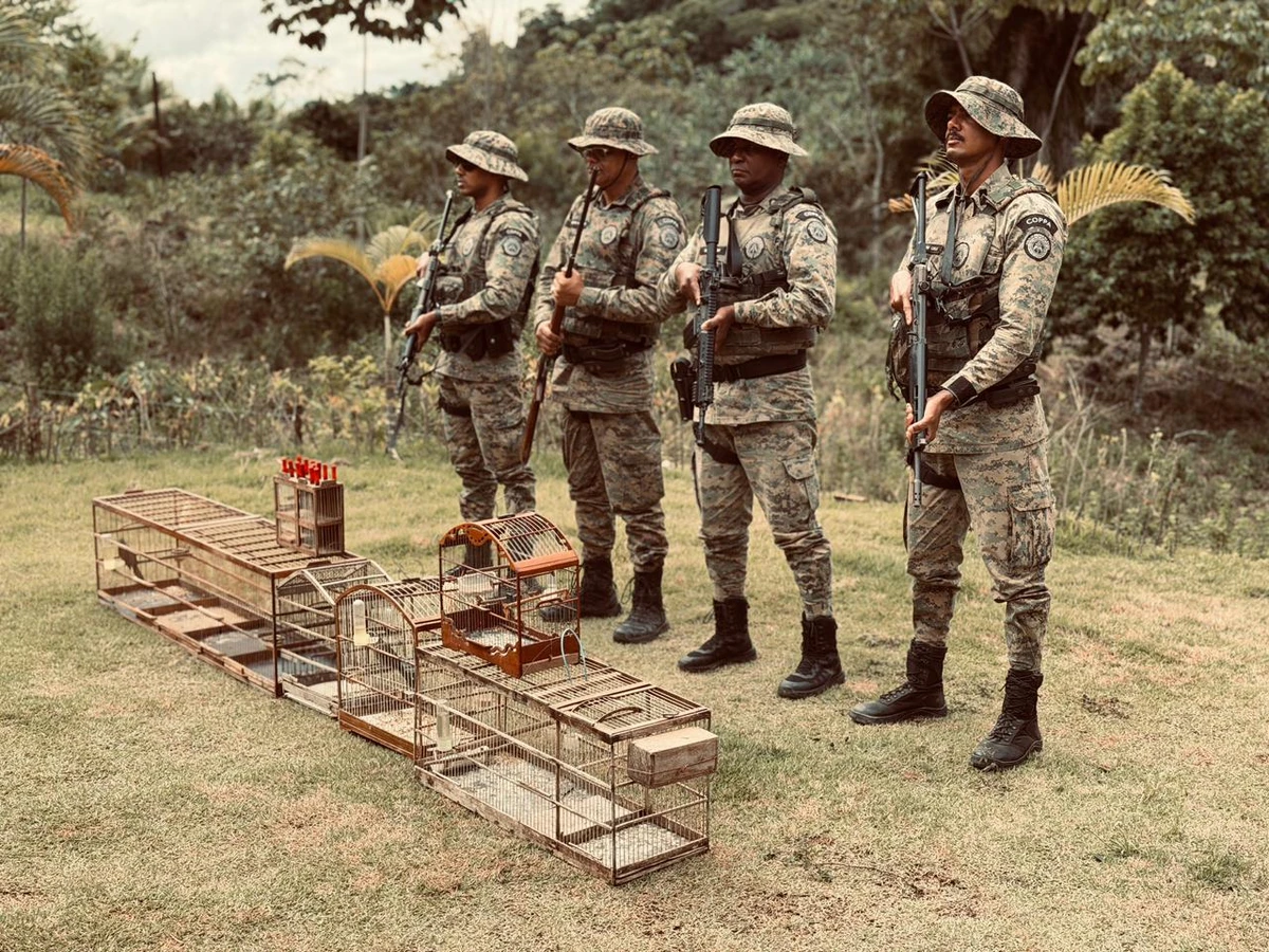 Operação Bioma resgata 137 aves sivestres 
